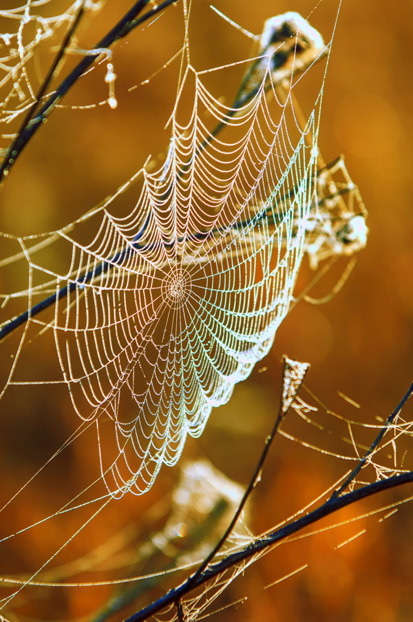 Create a spider museum | Teach Primary